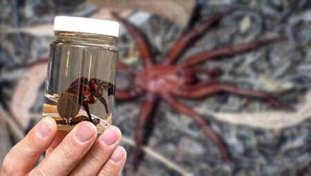 Avustralya’da Onlarca Yıl Yaşayabilen Bir Örümcek Keşfedildi